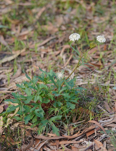 Trachymene composita