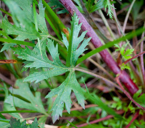 Trachymene composita