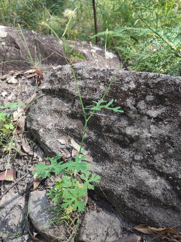 Trachymene ochracea