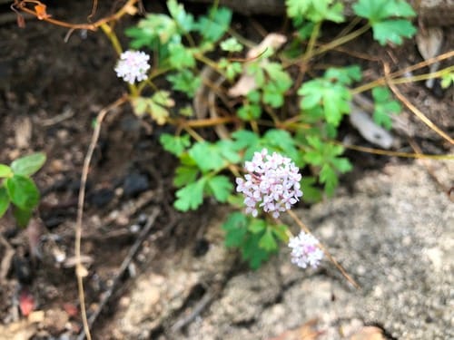 Trachymene procumbens