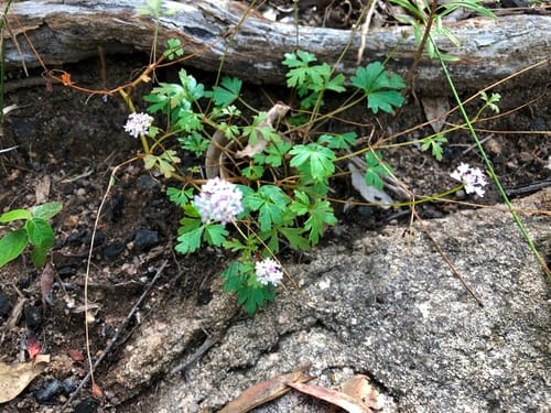 Trachymene procumbens