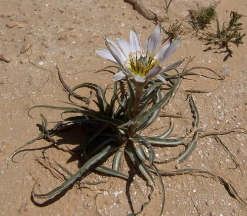 Tragopogon collinus