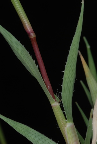 Tragus racemosus