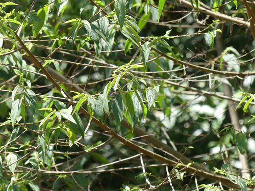 Trema aspera