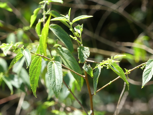 Trema aspera
