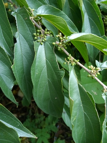 Trema micranthum