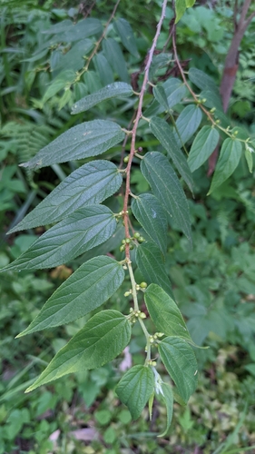 Trema tomentosum