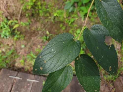 Trema tomentosum