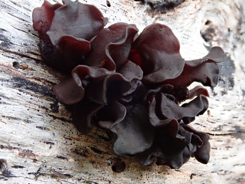 Tremella foliacea