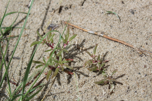 Trianthema salsoloides