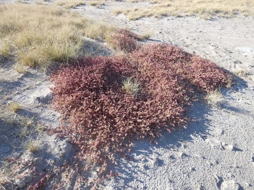 Trianthema salsoloides