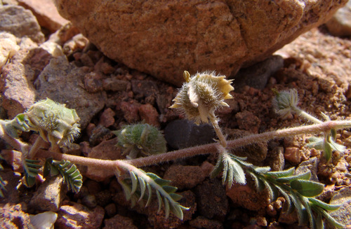 Tribulus pentandrus