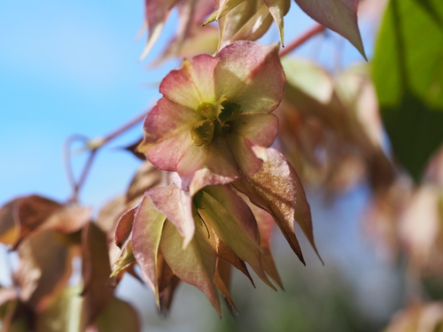 Trichodesma calycosum