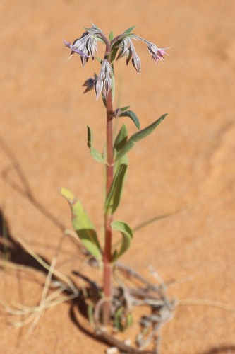Trichodesma zeylanicum