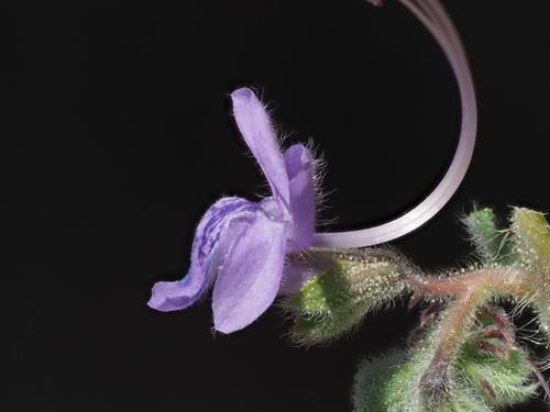Trichostema lanceolatum