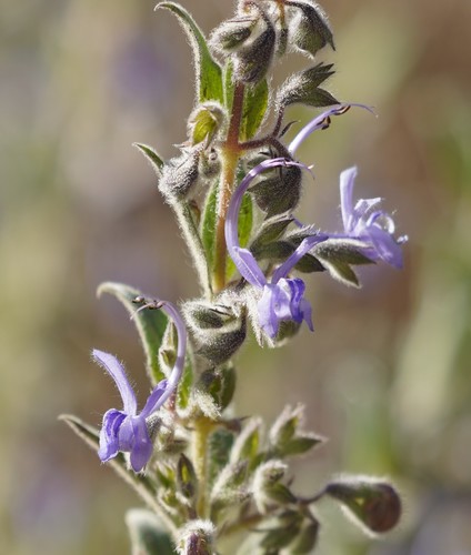 Trichostema lanceolatum