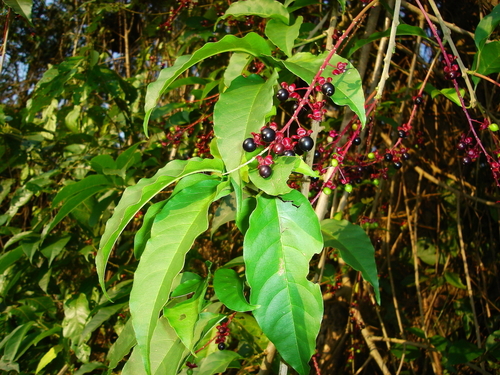 Trichostigma octandrum