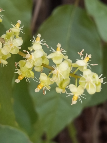 Trichostigma octandrum