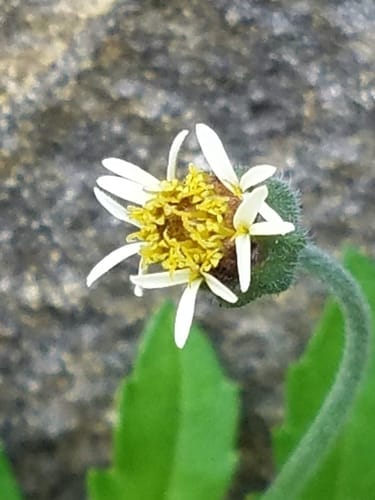 Tridax procumbens