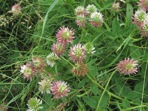 Trifolium ambiguum