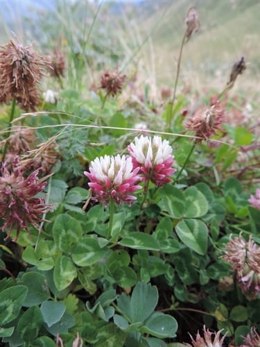 Trifolium ambiguum