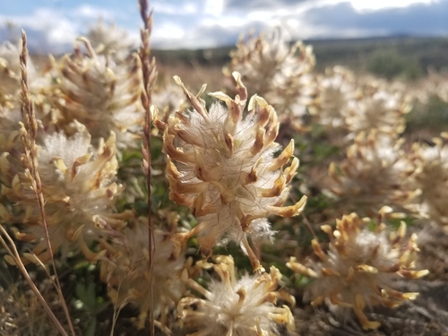Trifolium macrocephalum