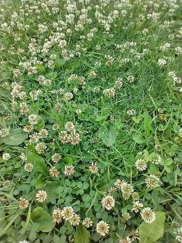 Trifolium repens