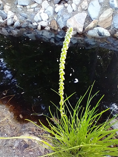 Triglochin maritima