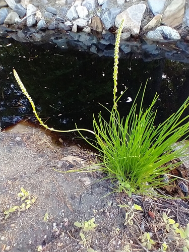 Triglochin maritima