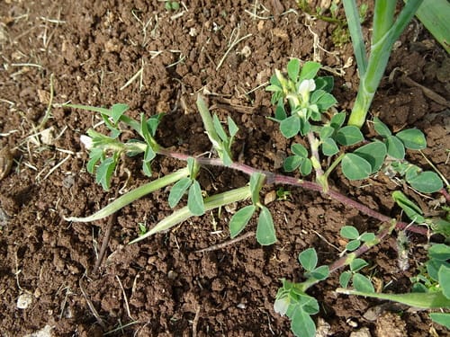 Trigonella berythea