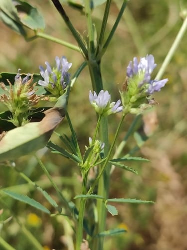 Trigonella caerulea