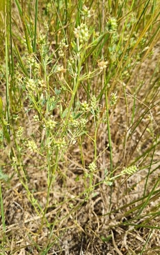 Trigonella caerulea