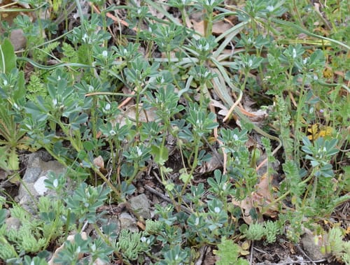 Trigonella foenum-graecum