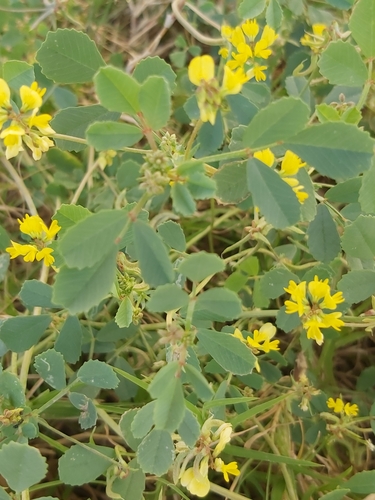 Trigonella glabra subsp. uncata