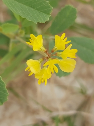 Trigonella glabra