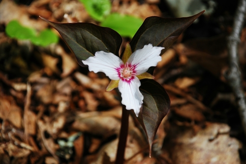 Trillium undulatum