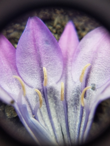 Triteleia laxa