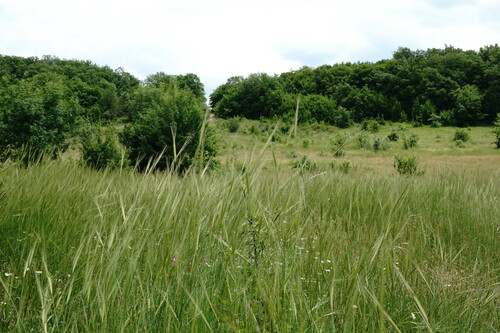 Triticum boeoticum