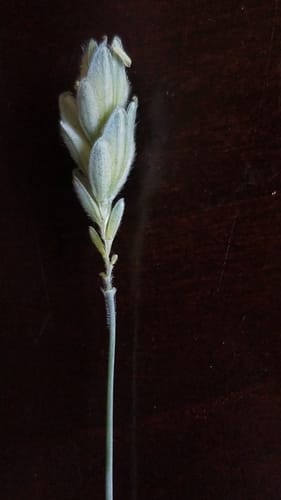 Triticum compactum