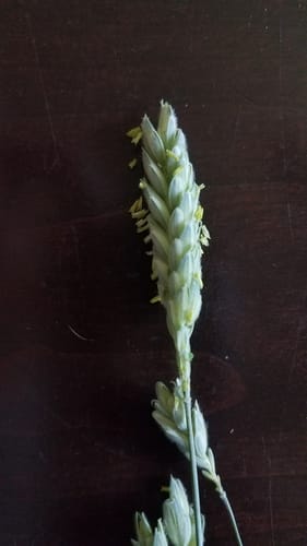 Triticum compactum