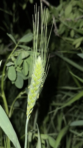 Triticum durum
