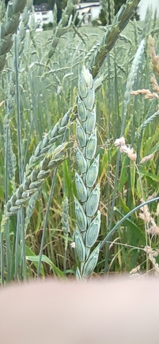 Triticum spelta
