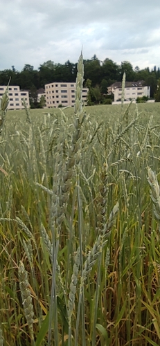 Triticum spelta