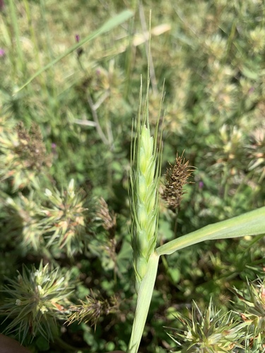 Triticum timopheevii