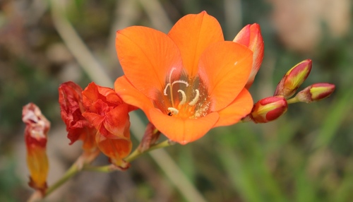 Tritonia crocata