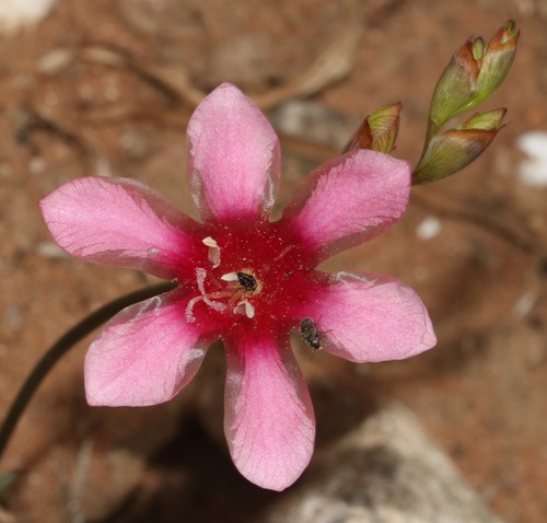 Tritonia squalida