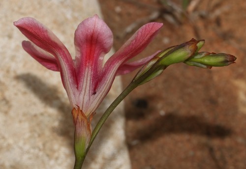 Tritonia squalida