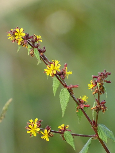 Triumfetta bartramia