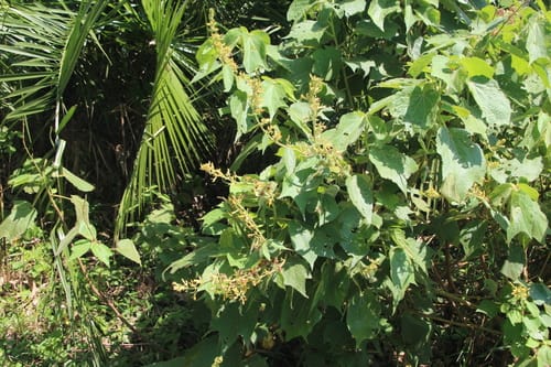 Triumfetta brachyceras
