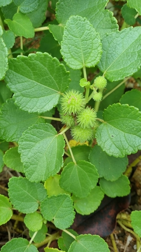 Triumfetta procumbens